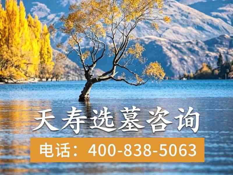 天寿陵园的松柏为什么四季不凋，走近才知道秘密：揭秘古陵园常青树的生存之道